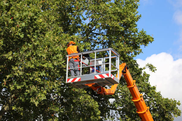 Seasonal Cleanup (Spring/Fall) in Live Oak, CA